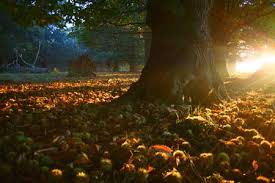 when the season is Autumn. - via Daymix