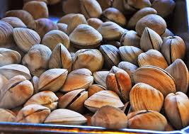 <b>Fresh</b> Manila <b>clams</b>