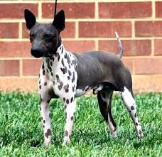 (formerly Hairless Rat Terrier