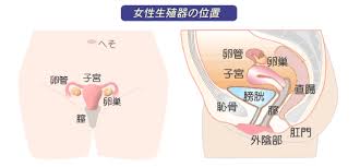 最初に膣と子宮の位置ですが、外
