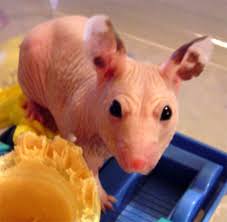 The Hairless Syrian Hamster