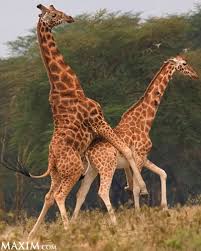 Re: Giraffes - Saturday Night