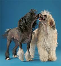 Chinese crested dogs: hairless