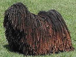   Puli   puppies are for sale in    