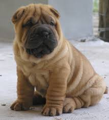 Champion Chinese  Shar    pei   Dog    
