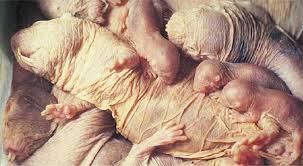 01/naked-molerats-
