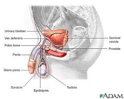   Male   reproductive anatomy