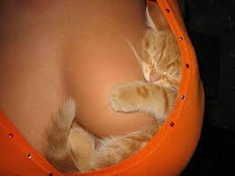 boob-cat.jpg