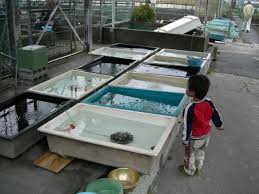 水槽をべちべち叩くのが好きなの