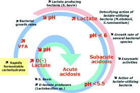 http://www.rumen-health.com/images/acidosis_diagram.gif