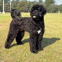 V.I.People \x26amp; Pets - Dog Breeds