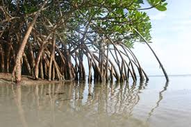 Mangrove Loss in Myanmar - via Daymix
