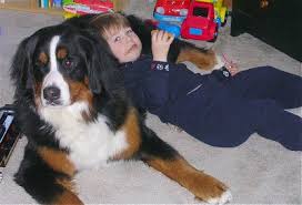   Bernese   Mountain    