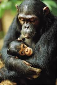 chimpanzee with baby - via Daymix