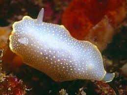 Atlantic Ocean. Depth: 20 - via Daymix
