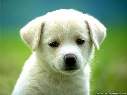 Dog Grooming