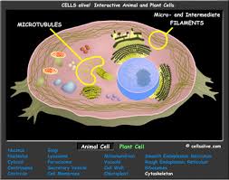 Cell Models