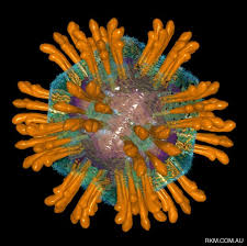 http://kenoath.files.wordpress.com/2009/04/blood-virus_hcv.jpg