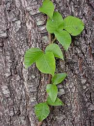 Ivy stretched over the walls