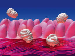 This is because we have a gut - via Daymix