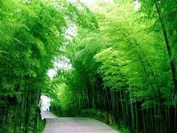 蜀南竹海位于四川宜宾地区长宁、
