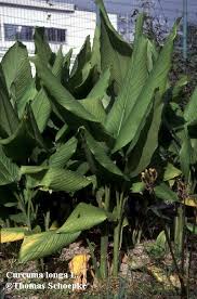 http://www.rain-tree.com/Plant-Images/Curcuma_longa_p1jpg.jpg