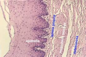 The  esophagus   is the muscular tube    
