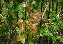 File:Poison ivy in privet