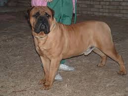 Gentle Giant  Bullmastiffs   photo