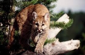 Young  Mountain Lion  