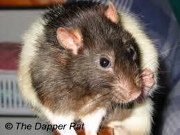 http://www.dapper.com.au/articles.htm
