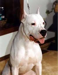  31532 20845 21517 65306 38463 26681 24311 26460 39640 65288  dogo argentina   65289 