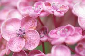 Cheerful Pink