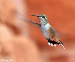   Rufous Hummingbird   Selasphorus    