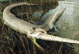 burmese python - via Daymix