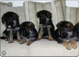 Four German Shepherd Puppies