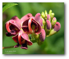 Angiosperms produce seeds that - via Daymix