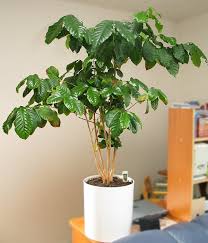 Coffea arabica Coffee plant as - via Daymix
