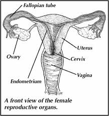 Female  Reproductive   System 