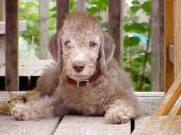 A Liver Bedlington Terrier Puppy
