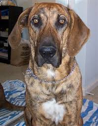   Plott   Hound Puppies for Sale