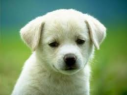   Puppies  