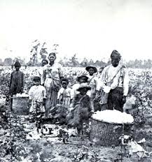 Slaves working in a cotton
