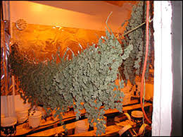 Much of the indoor pot is being