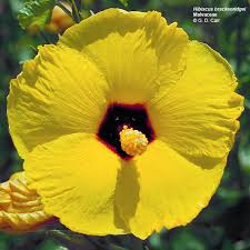 http://www.botany.hawaii.edu/faculty/carr/hibiscus.htm