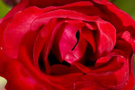 Tough freeway roses put the brakes on maintenance | OregonLive.