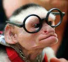 http://images.google.com/images?q=tbn:F6YyFcXnPZDexM:wwwstatic.galileoweb.org/images/heskin/monkeyglasses.jpg