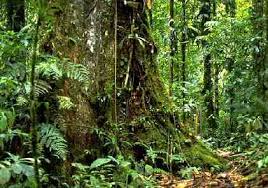 All rainforests - via Daymix