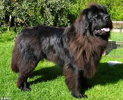 The x26 39  Beast   x26 39 of Dartmoor is just a    