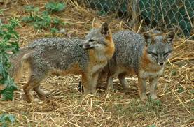 Labels  Channel   Island  fox  